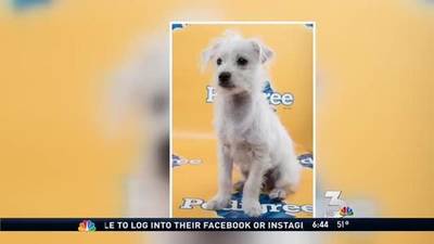 Keno puppy bowl